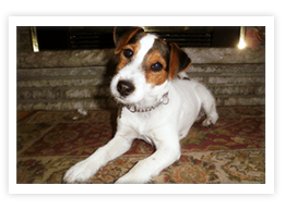 Jack Russell Terrier