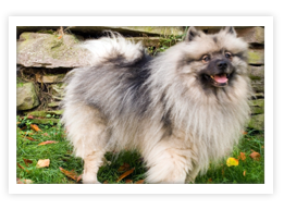 Keeshond