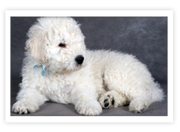 Komondor Komondor