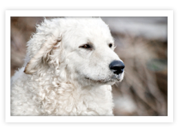 Kuvasz