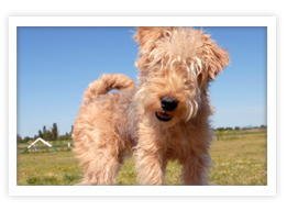 Lakeland Terrier