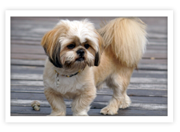 Lhasa Apso