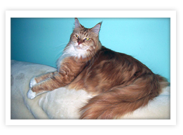Maine Coon