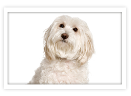 Maltese Maltese