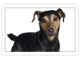 Standard Manchester Terrier