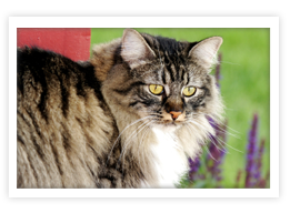 Manx