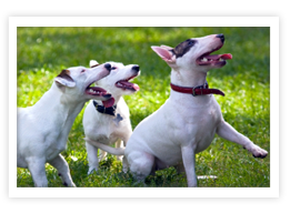 Miniature Bull Terrier