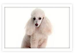 Miniature Poodle