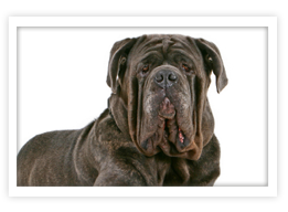 Neapolitan Mastiff