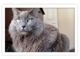 Nebelung
