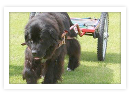 Newfoundland