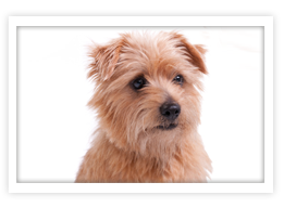 Norfolk Terrier