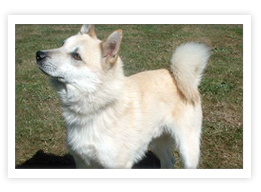 Norwegian Buhund