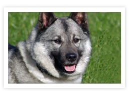 Norwegian Elkhound