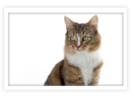 Norwegian Forest Cat