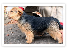 Norwich Terrier