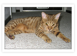 Ocicat
