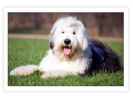 Old English Sheepdog