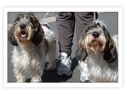 Petit Basset Griffon Vendéen