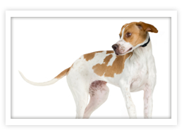 Pointer