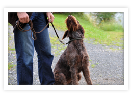 German Wirehaired Pointer