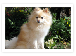 Pomeranian