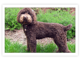 Standard Poodle