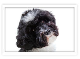 Portuguese Water Dog Portuguese Water Dog