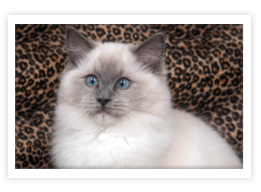 Ragdoll