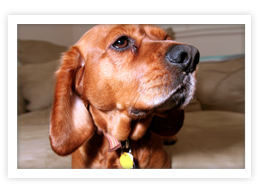 Redbone Coonhound