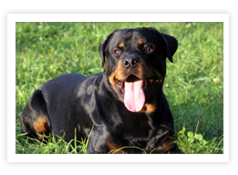 Rottweiler