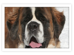 Saint Bernard
