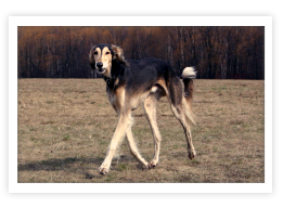 Saluki