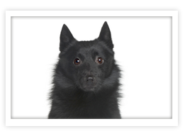 Schipperke