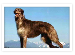 Scottish Deerhound