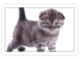 Scottish Fold