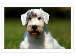 Sealyham Terrier