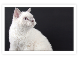 Selkirk Rex