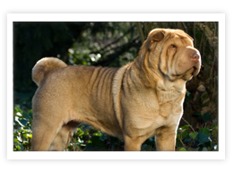 Chinese Shar Pei
