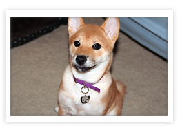Shiba Inu