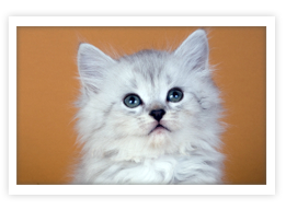 Siberian