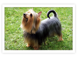 Silky Terrier