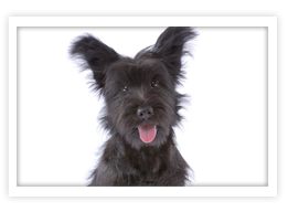 Skye Terrier