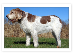 Spinone Italiano