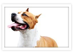 Staffordshire Bull Terrier