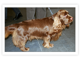 Sussex Spaniel