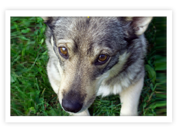 Swedish Vallhund