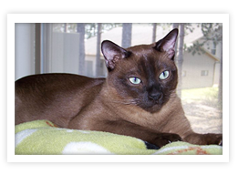 Tonkinese