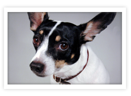 Toy Fox Terrier