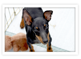 Toy Manchester Terrier